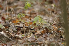 Wren