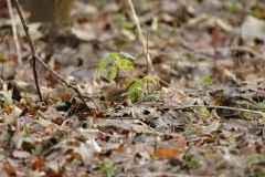 Wren