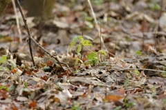 Wren