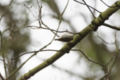 Goldcrest