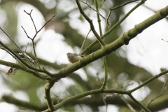 Goldcrest