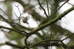 Goldcrest