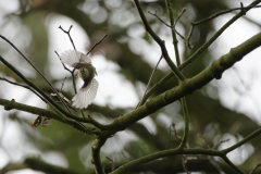 Goldcrest in Flight