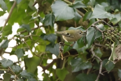 Goldcrest