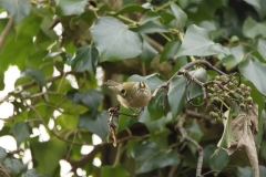 Goldcrest