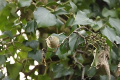 Goldcrest