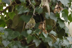 Goldcrest