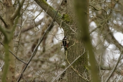 Great Spotted Woodpecker