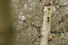 _DSC0853_FineGreat Spotted Woodpecker