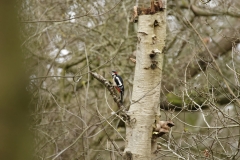 Great Spotted Woodpecker