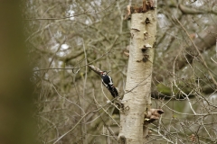 Great Spotted Woodpecker