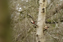 Great Spotted Woodpecker