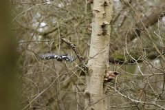 Great Spotted Woodpecker in Flight