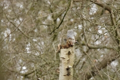 Great Spotted Woodpecker in Flight