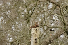 Great Spotted Woodpecker in Flight