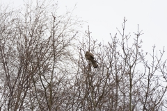 Kestrel