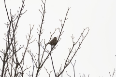 Mistle Thrush