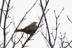 Mistle Thrush