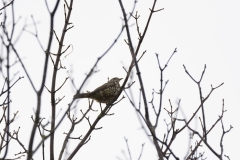 Mistle Thrush