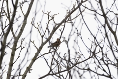 Mistle Thrush