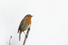 Robin