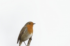 Robin