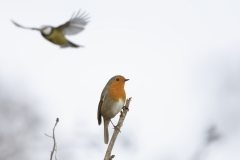 Robin & Blue Tit in Flight in background