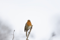 Robin