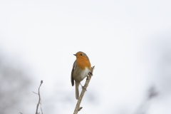 Robin