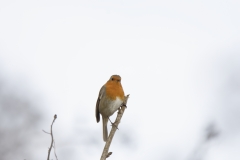 Robin