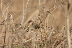 Wren