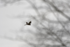 Kestrel in Flight