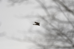 Kestrel in Flight