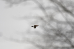 Kestrel in Flight