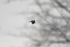 Kestrel in Flight