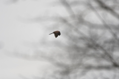 Kestrel in Flight