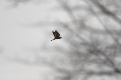 Kestrel in Flight