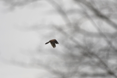 Kestrel in Flight