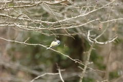 Blue Tit