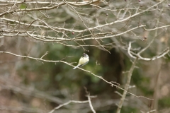 Blue Tit