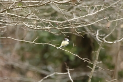 Blue Tit