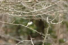 Blue Tit