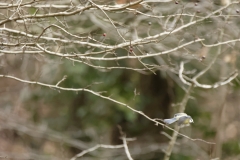 Blue Tit in Flight