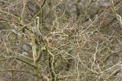 Kestrel in Flight