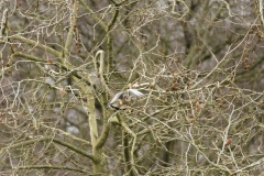 Kestrel in Flight