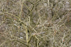 Kestrel in Flight