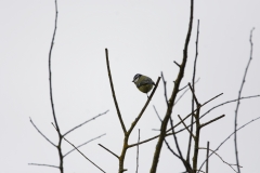 Blue Tit