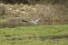 Heron in Flight