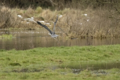 Heron in Flight