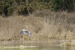 Heron in Flight